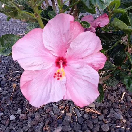 Casita La Rosa